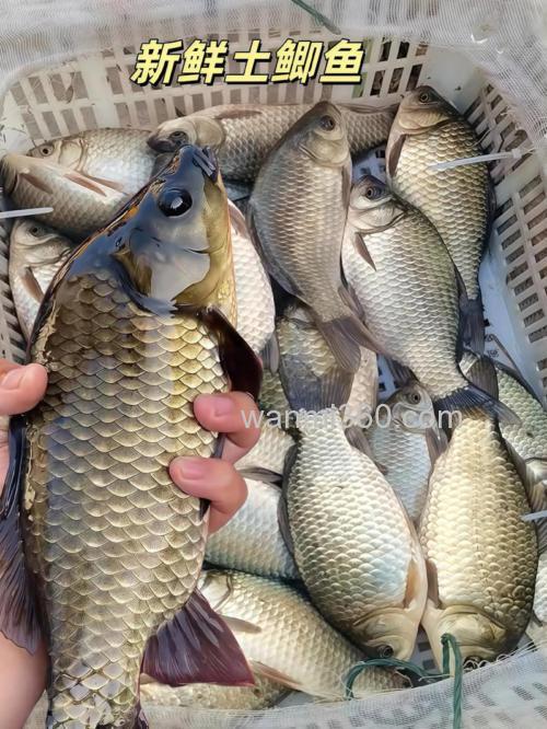 池塘鲫鱼的捕捞最佳方法?