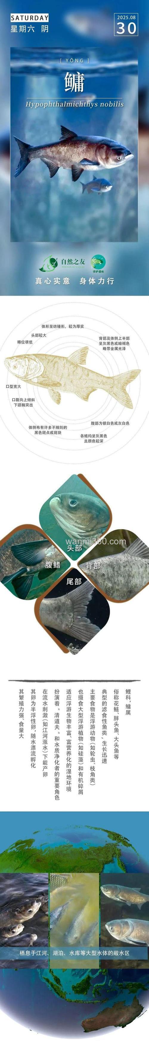 鳙鱼的栖息水层和食性