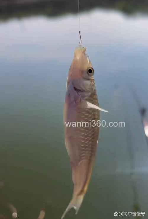 0.1号小钩适合钓麦穗鱼吗?