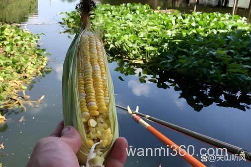 中秋后水库钓草鱼用什么样的玉米?