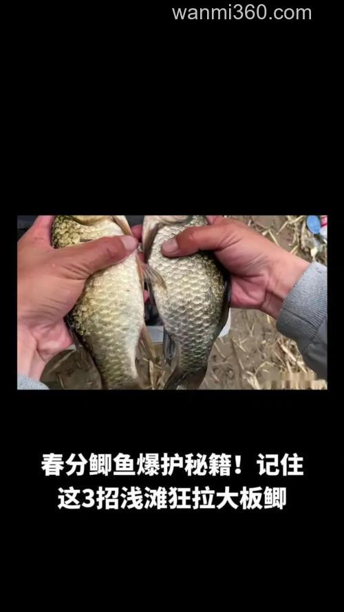 春分前后钓鲫鱼技巧