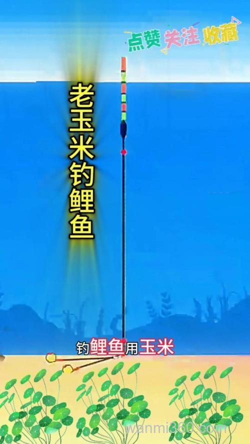 抛竿玉米钓鲤鱼方法?