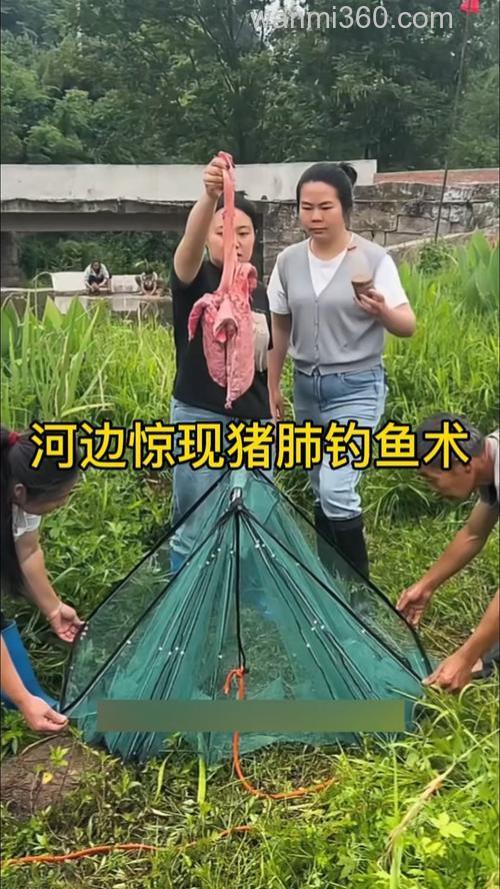 天冷猪肺钓鱼效果咋样？