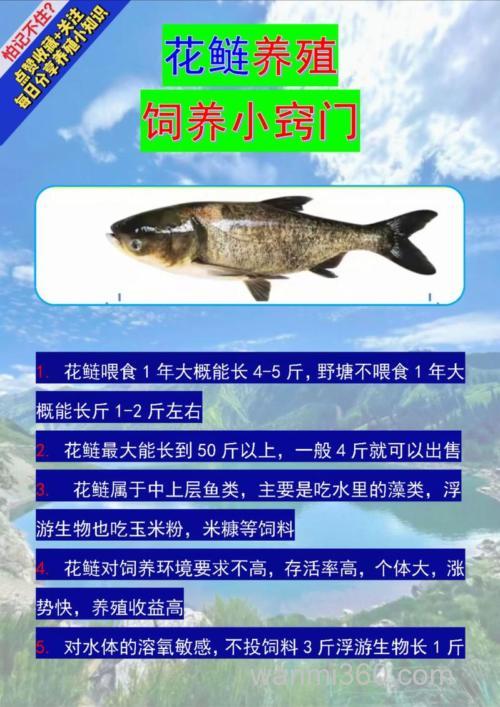 精养鳙鱼的方法
