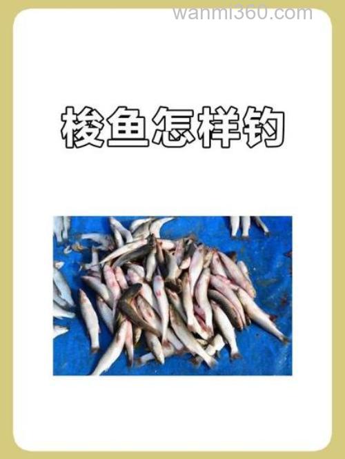 海钓梭鱼全攻略:掌握技巧与准备要点,畅享搏斗快感