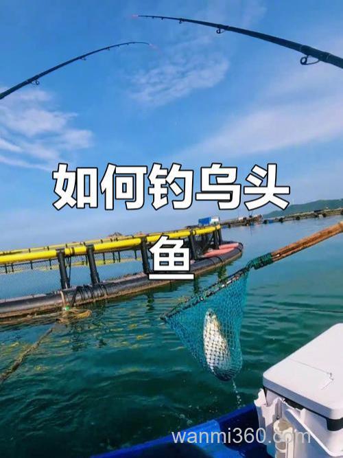 海钓乌头有诀窍,掌握这些技巧,让你轻松提升渔获量