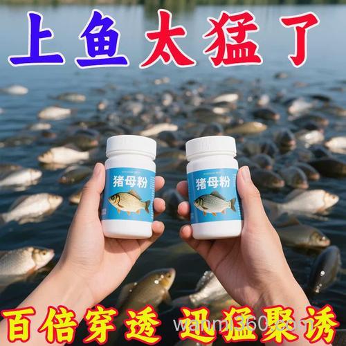 猪母哩小药钓什么鱼？