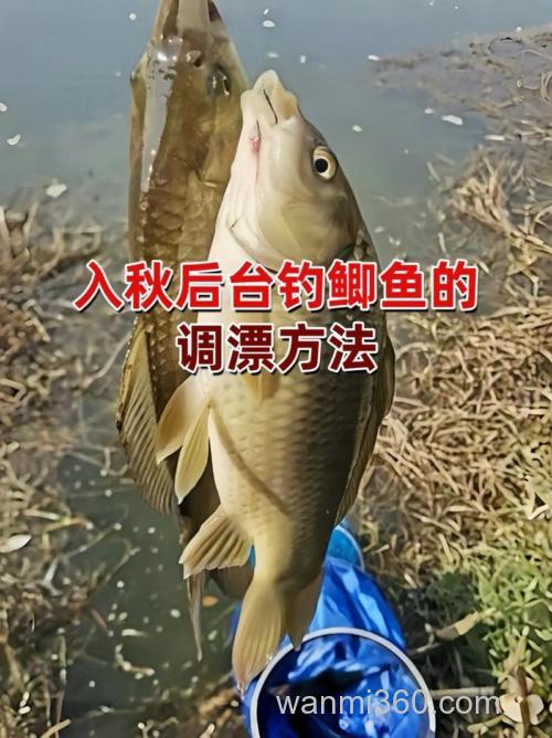 秋季野钓鲫鱼黄金季!掌握习性与技巧,钓位选择很关键