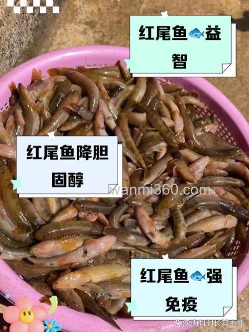 红尾诱鱼最佳添加剂？