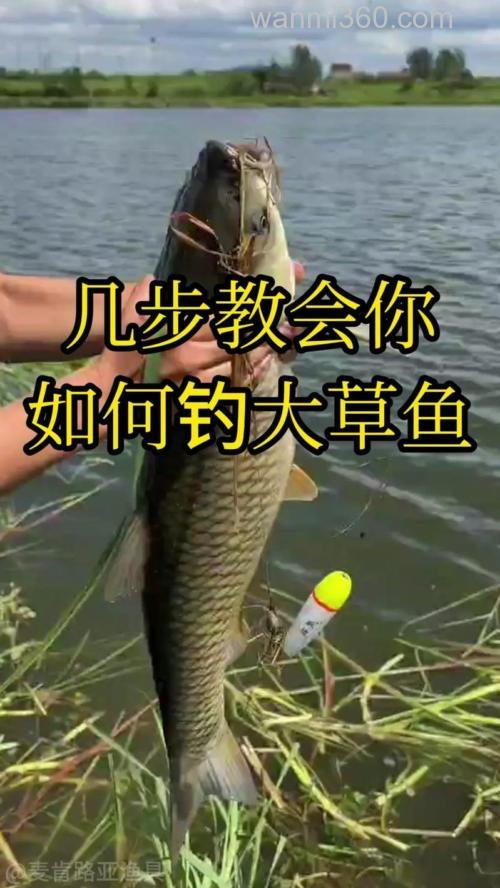 野河流水钓草鱼技巧和方法?