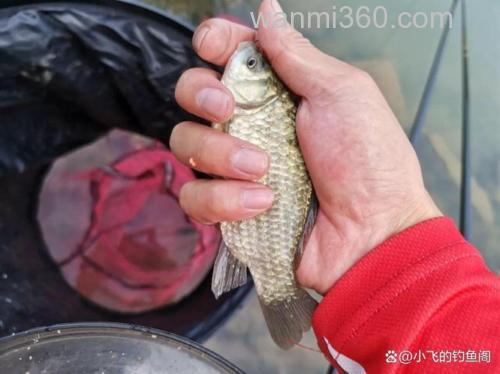 为啥用小麦钓鲫鱼就没口了？