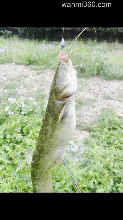 这个季节钓鲶鱼 用什么钓饵最好