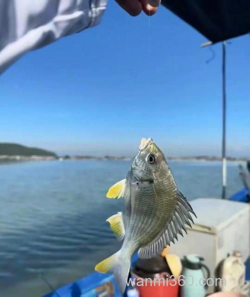沿海钓友爱海钓黄翅鱼,掌握这些技巧,收获满满