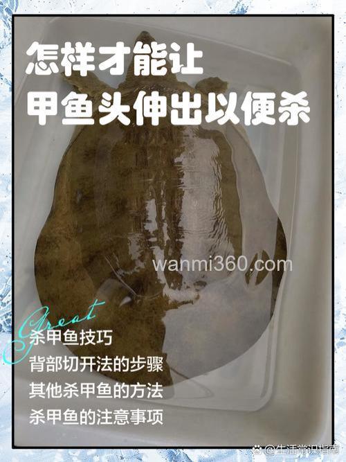 自然水域野钓甲鱼的技巧与方法,你掌握了吗?