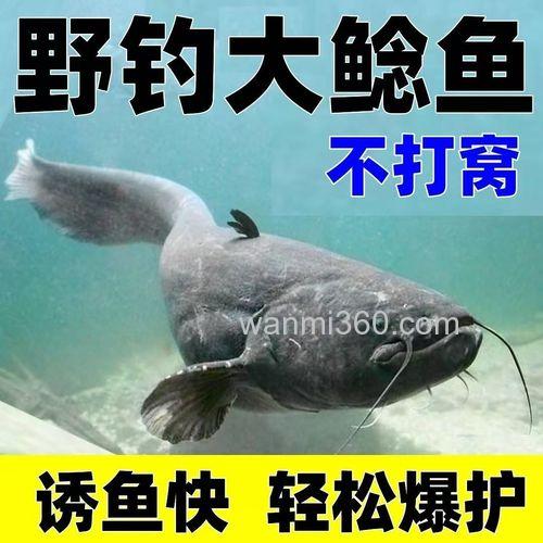 大口鲶鱼用什么鱼饵最好钓