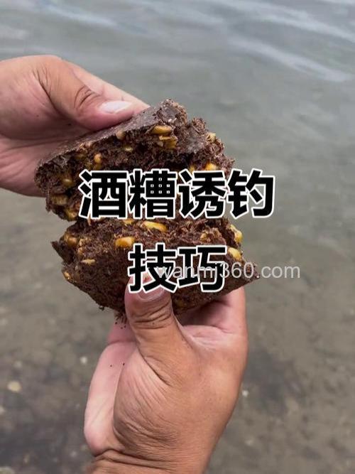 酒糟打窝钓鱼效果好吗?