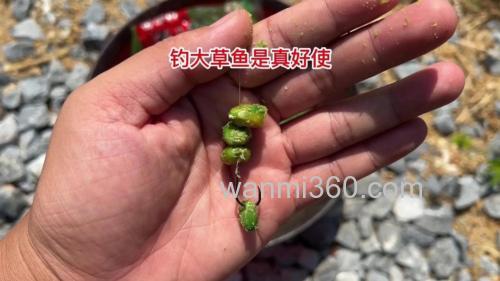 夏钓,用什么鱼饵钓草鱼效果好?