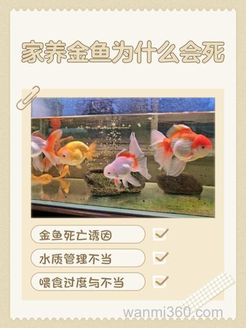 鱼要怎么养才不容易死?