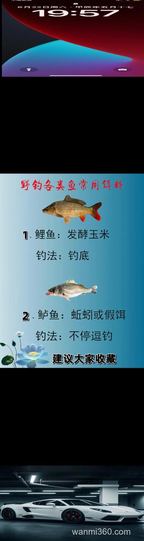 阳历七月 用什么钓饵 钓鲤鱼比较好