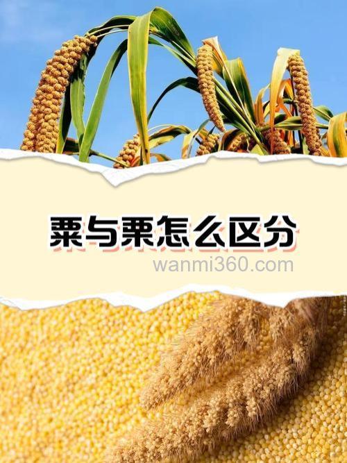 栗米到底是玉米还是板栗?还是其他的食物!