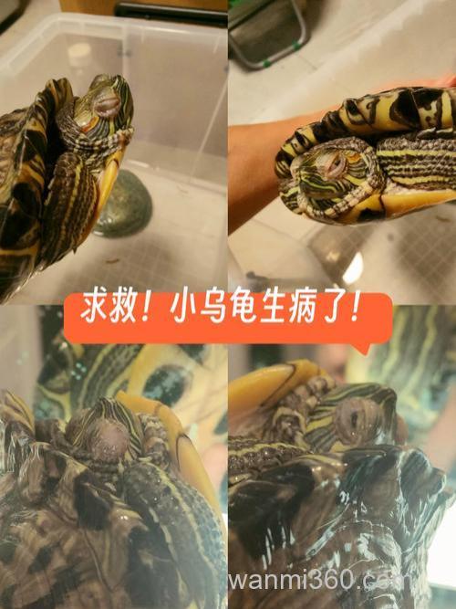 我家乌龟要死了,求救!!