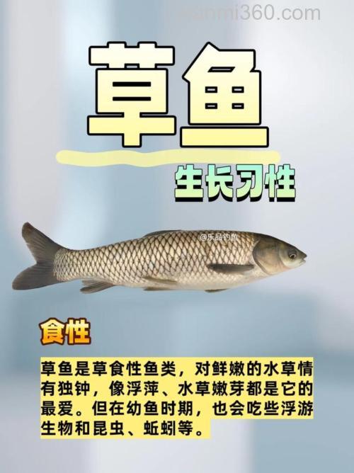 草鱼喜欢吃哪种草?