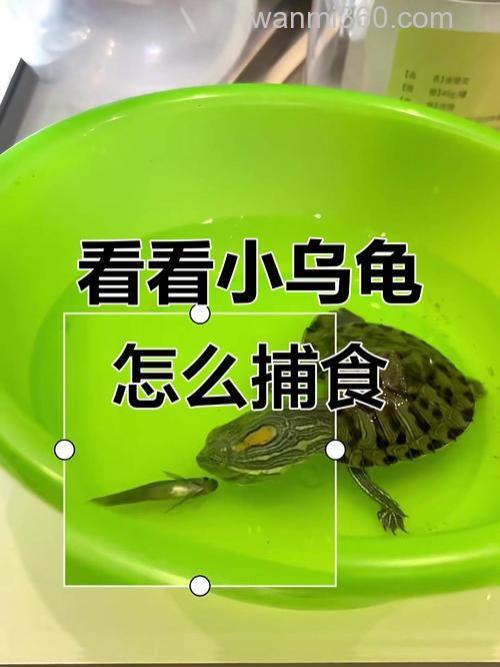 乌龟爱吃什么,吃鱼食吗
