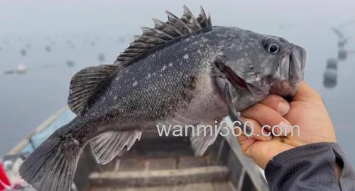 海钓黑头必知!掌握这些技巧,让你每次出海都收获满满