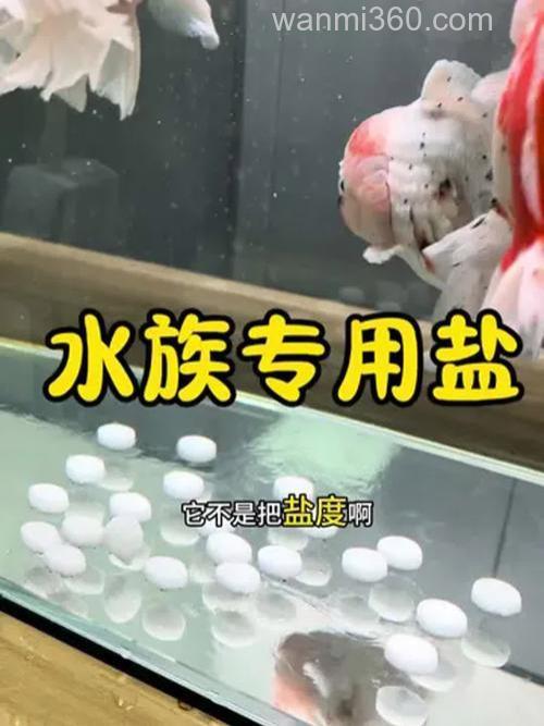 养金鱼为什么往鱼缸里放盐?