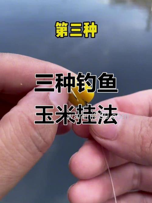 单钩挂玉米钓鲤鱼钩那种状态最好？