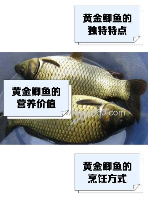 黄金鲫喜欢大麦红薯吗?