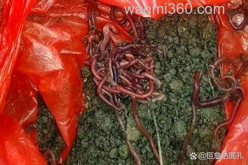地里挖的蚯蚓为什么鱼不吃?