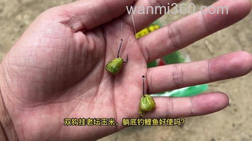 玉米钓鲤鱼效果怎么样,钓底还是钓浮