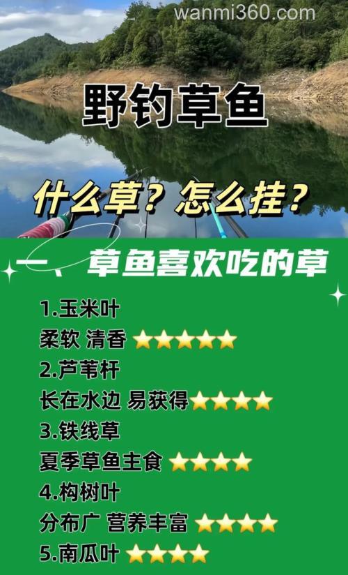 如何用草来钓草鱼?