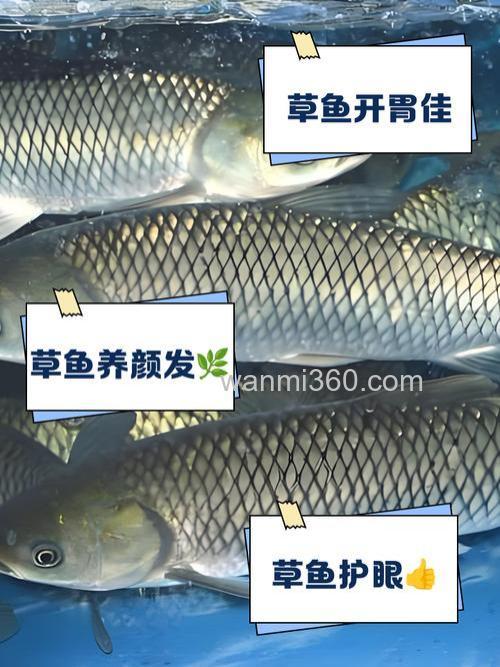 草鱼平时吃什么草呢,除了草吃什么饲料?