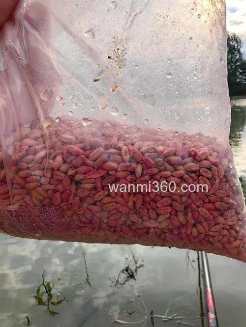 干小麦钓鱼靠谱吗？