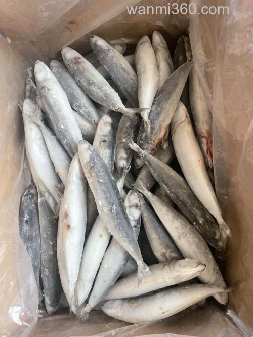 海南水库钓鱼用什么饵？