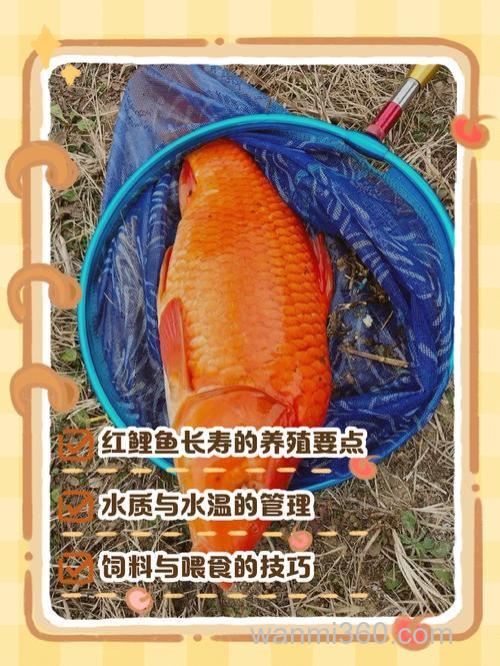 红鲤鱼能吃熟小米吗?