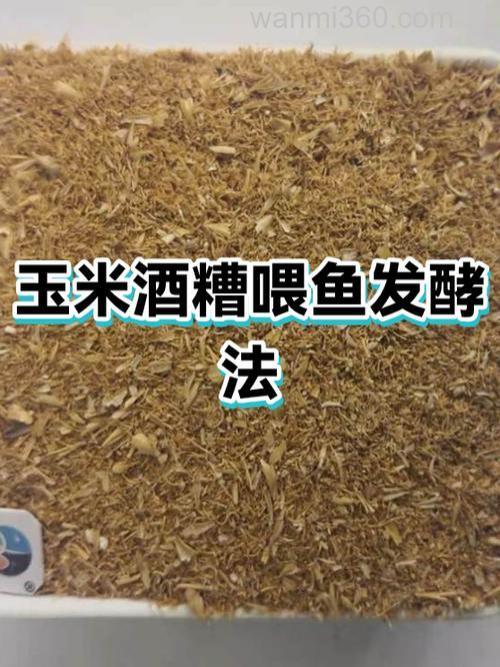 玉米酒糟喂鱼方法?