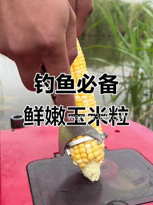 草鱼稀少玉米怎么钓?