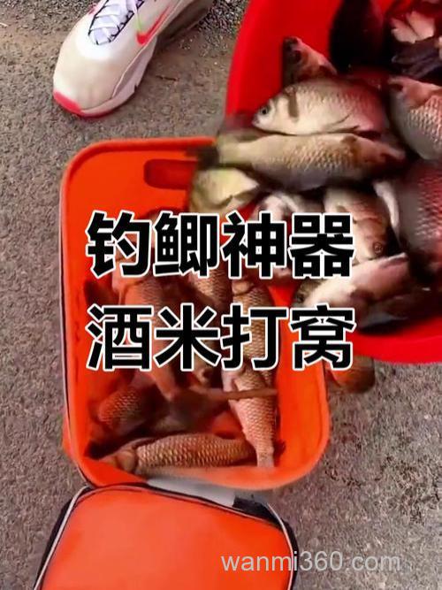 酒米打窝钓引诱哪些鱼