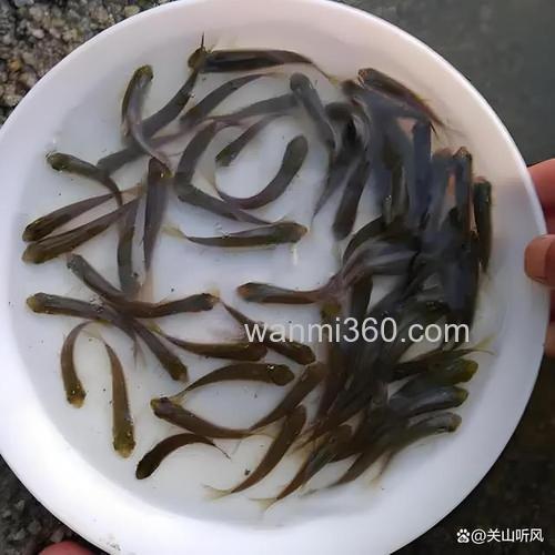 草鱼吃麦苗么?