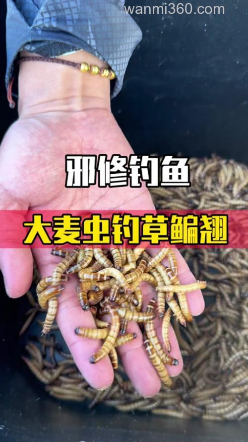 大麦虫能钓甲鱼?