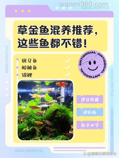 草鲤混养怎么钓？