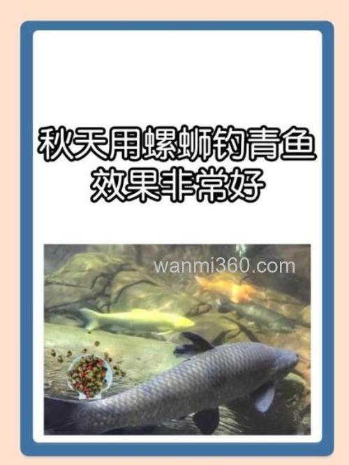 如何掉螺蛳鱼