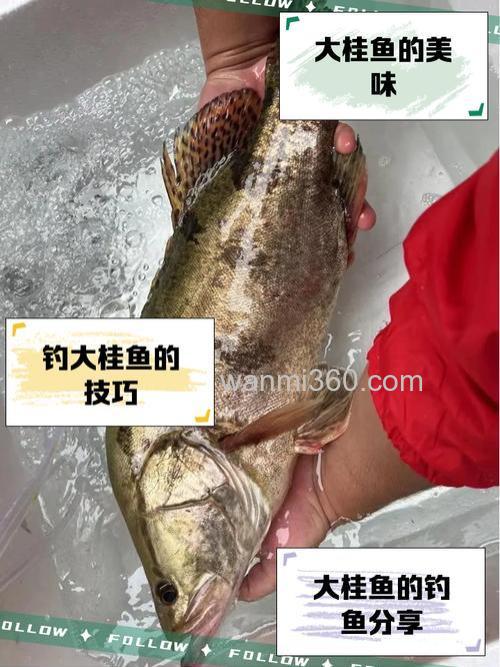 用什麽鱼耳钓什麽鱼啊?