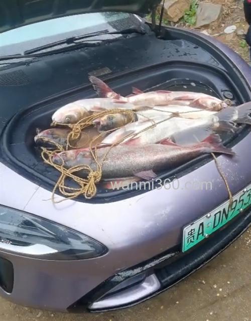小米子配什么能引鱼