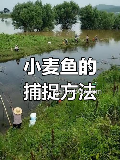 麦子什么鱼喜欢吃？