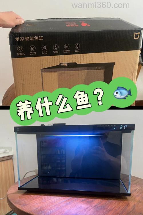 小米智能鱼缸适合养什么鱼?
