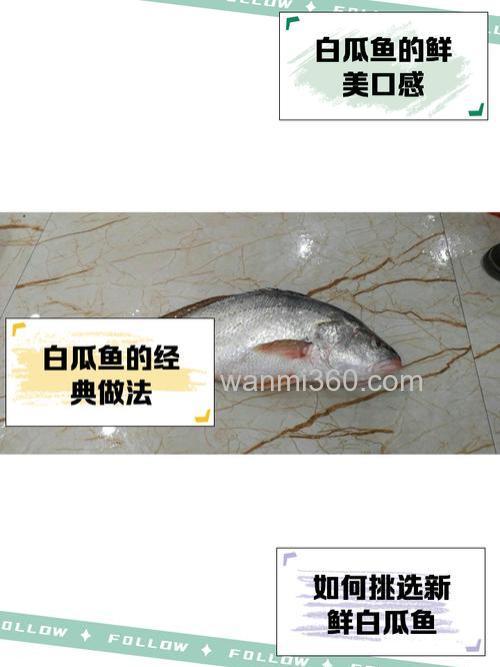 白地瓜能钓鱼吗?